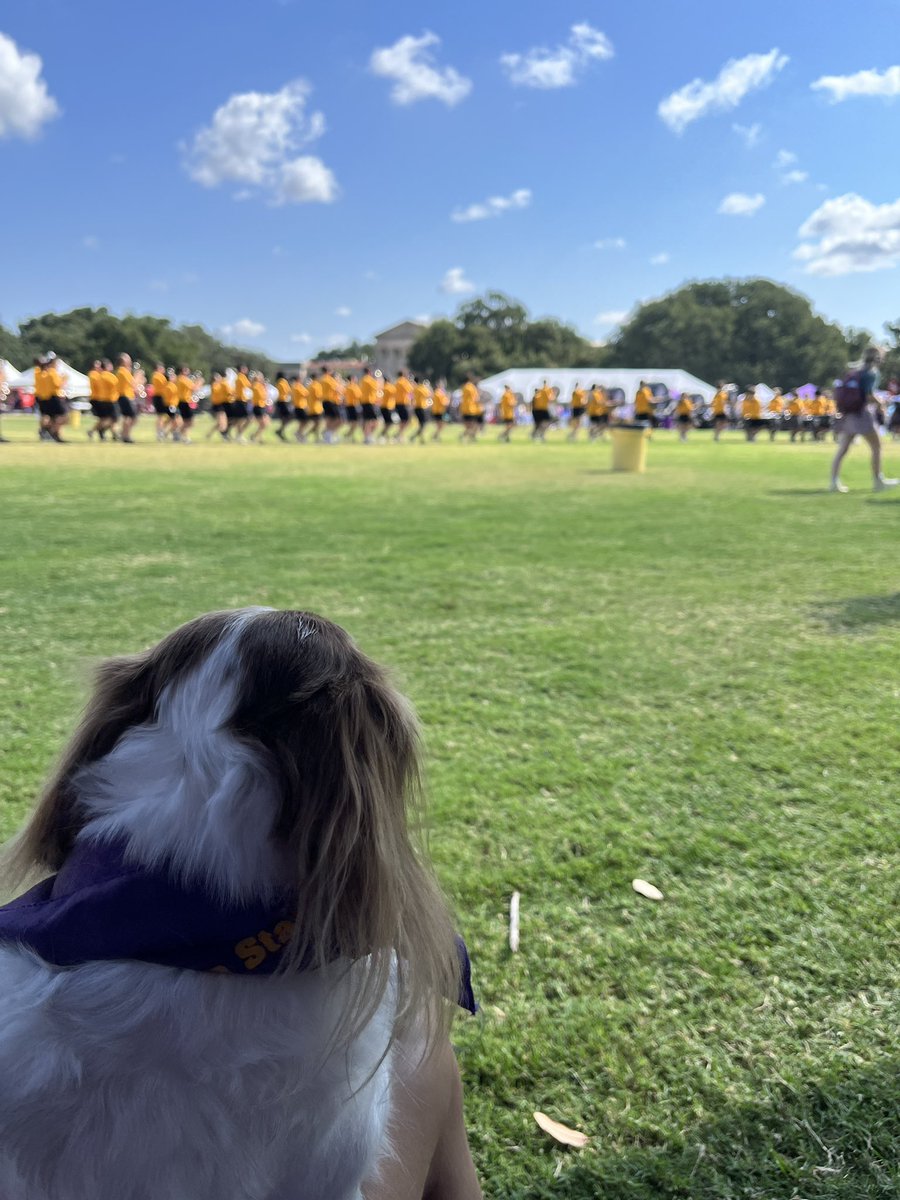 LSUVetMed's tweet photo. #lsufallfest has begun! Stop by the #LSUVetMed table, learn more about us, and meet Sully, one of our Tiger HATS pet therapy dogs. #bringingtheworldin https://t.co/qLNA3sxENF