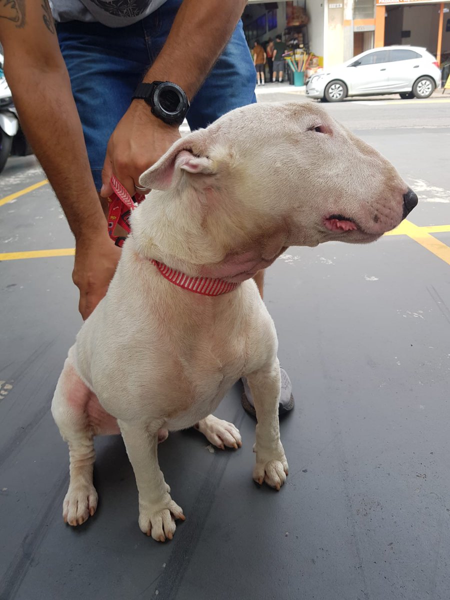 PataSemDono's tweet photo. BUL TERRIER RESGATADO.
Precisamos urgente de um lar para ele. 
Nos ajudem compartilhando, isso aumenta as chances de ser adotado. https://t.co/TKAjuOy10y