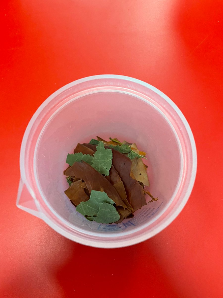 In Science, Year 1 have conducted an experiment to see what colours were hiding in leaves. They made observations and predictions and were surprised by the different colours they found.