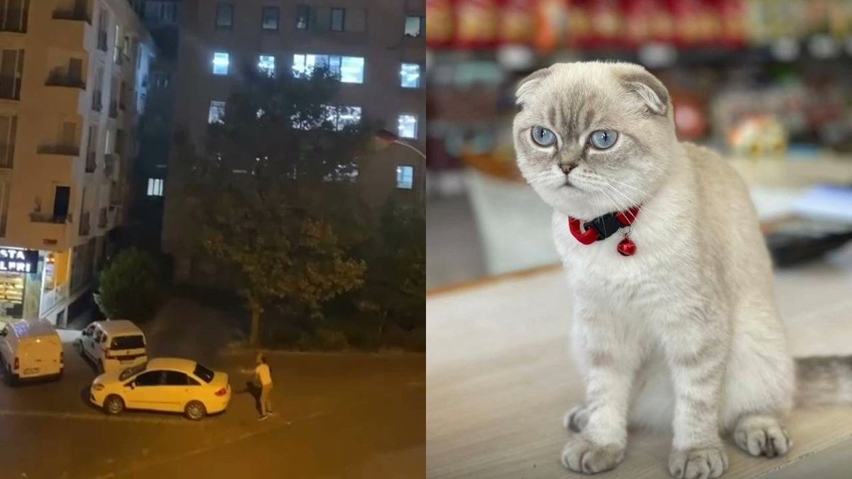 Şansa yaşıyoruz!

İstanbul Esenyurt'ta bir hırsız, bir hafta sonra geri gelerek çaldığı Scottish Fold cinsi kedi için sahibinden para istedi, dükkan sahibi para vermek istemedi.

Olayı gören kedi sahibinin komşularının da olaya dahil olmasıyla silahlı çatışma çıktı. 

O sırada