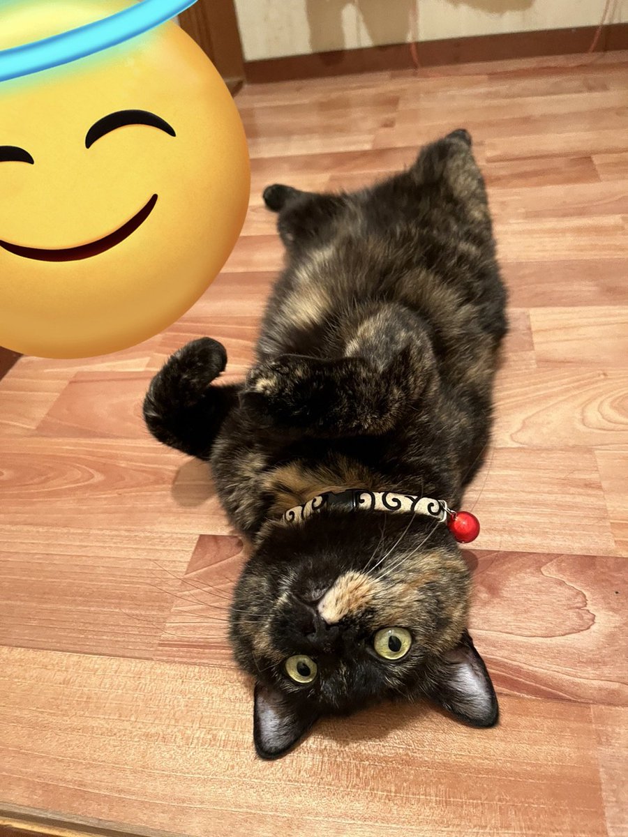 feet_six's tweet photo. さかさまの猫からしか得られない栄養ってある気がする https://t.co/S2wTqxhdHr