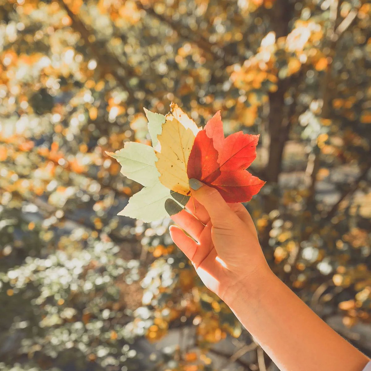 "Autumn is a second spring, where every leaf is a flower."
-- Albert Camus