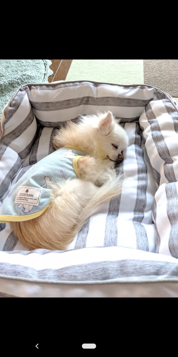 0313Nya's tweet photo. あれから一年たちました
これほど早くしんどい一年はなかったです
最期、息子が声をかけると苦痛で意識のないももの目から涙が流れた。
大好きな親分だったもんね、、
きっと何もかもわかっていたのかもしれない
もう痛みや苦しみもなく2人でゆっくり☺️
たまにはしーちゃんと会いに来てね、もも https://t.co/rUW0nHoWij