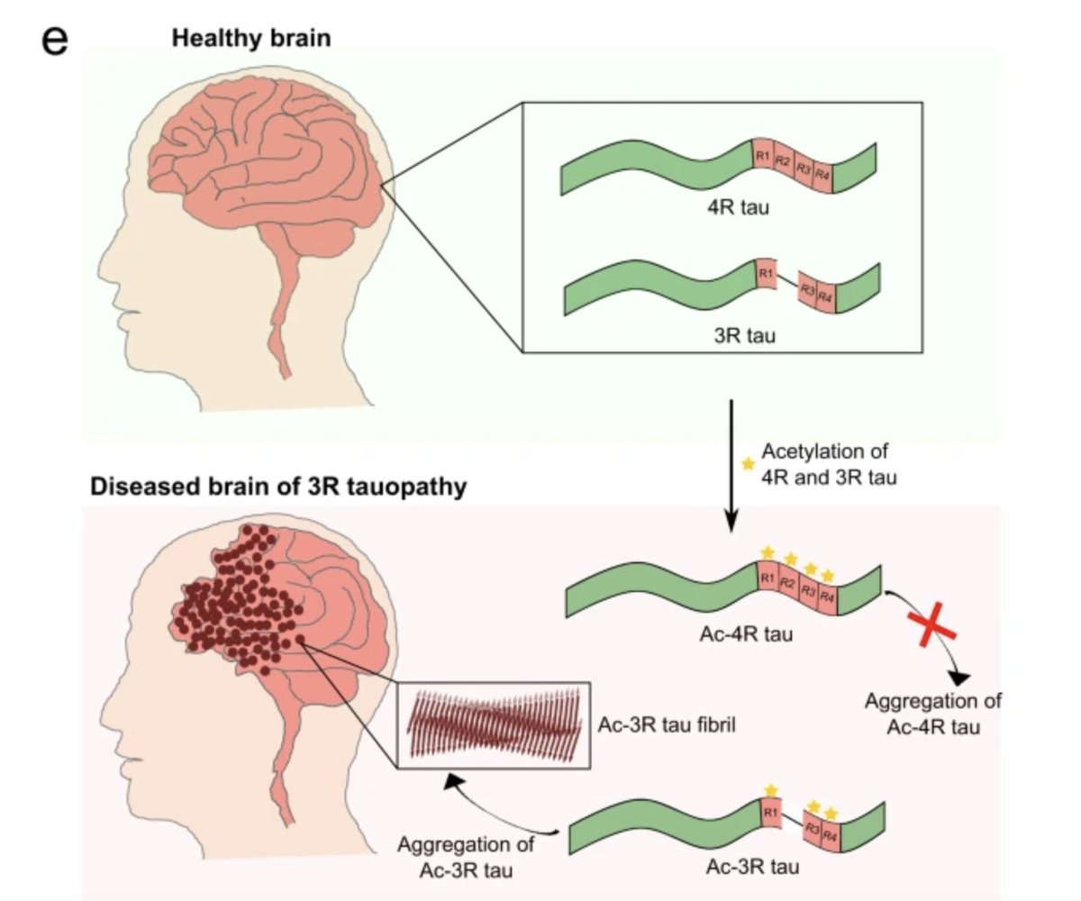 Why does only 3R Tau form insoluble deposits in Pick's disease? Stellar work from Pijush Chakraborty shows that acetylation promotes aggregation of 3R Tau but blocks aggregation of 4R Tau.

nature.com/articles/s4146…