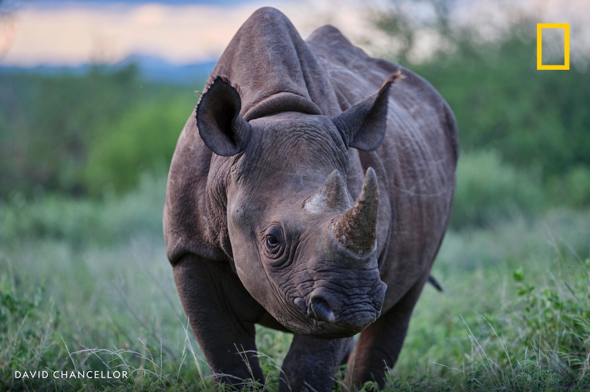 Happy #WorldRhinoDay! Enjoy this archival photo of a black rhinoceros at Kenya's Sera Rhino Sanctuary