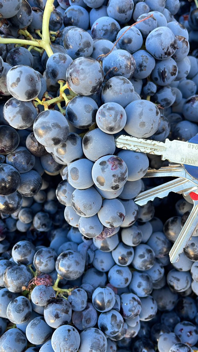 Veamos si @mapket1 sabe que variedad de uva 🍇 es esta de Morata de Jiloca