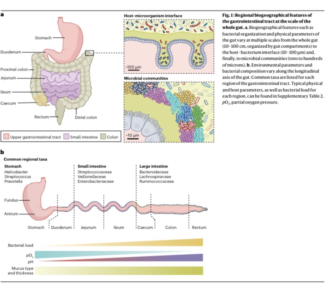 John F. Cryan (@jfcryan) on Twitter photo The gut microbiota and its biogeography | <a href="/NatureRevMicro/">Nature Reviews Microbiology</a>
nature.com/articles/s4157… The gut microbiota and its biogeography | <a href="/NatureRevMicro/">Nature Reviews Microbiology</a>
nature.com/articles/s4157…