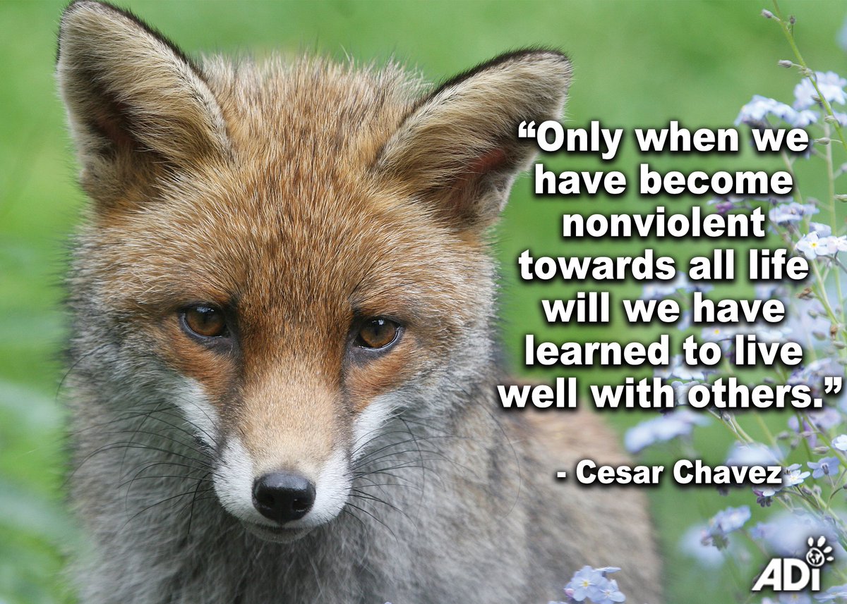 “Only when we have become nonviolent towards all life will we have learned to live well with others.” - #CesarChavez
#quotes