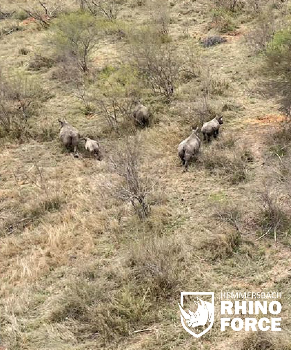 Protecting rhinos is our mission. Elite boots on the ground and eyes in the sky keep them safe, and a pinch of high-tech surveillance equipment gives us the competitive advantage over any poaching attempt. High five, it’s #WorldRhinoDay!

 #hemmersbach #rhinoforce #antipoaching