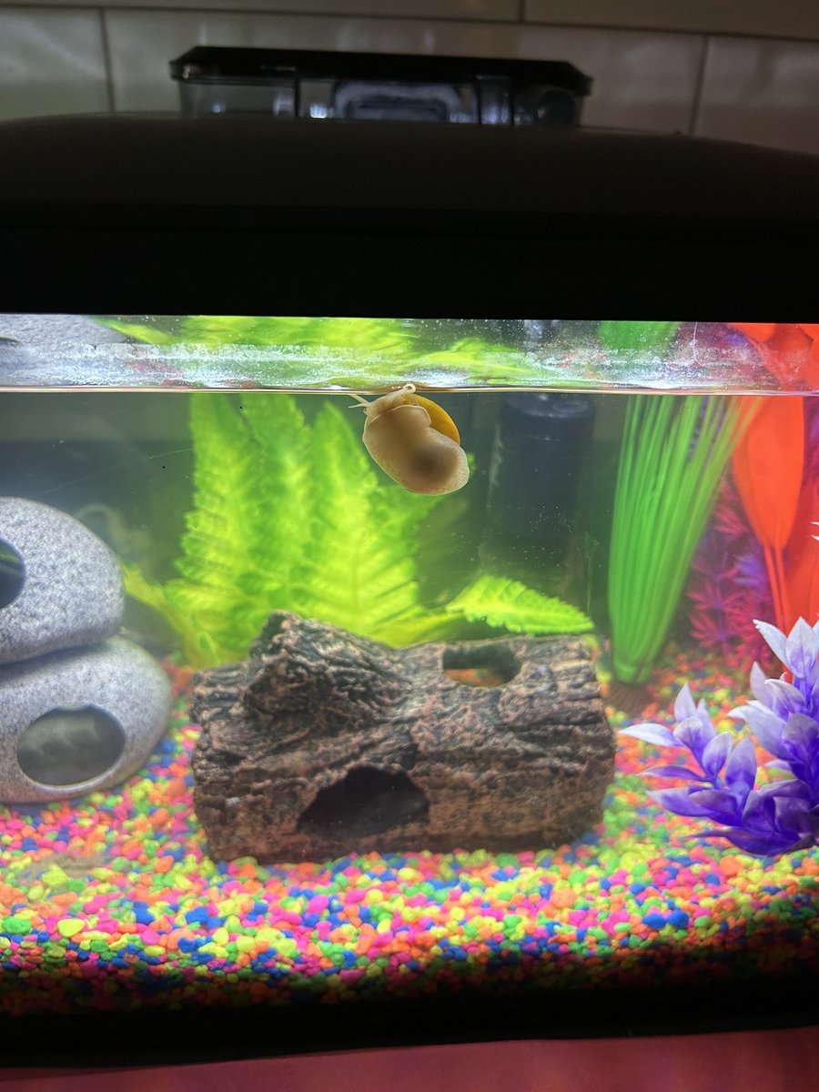 WeAreTheWeckies's tweet photo. Obsessed with our newest Weckies this year might be an understatement… 4 guppies from @JenVack’s class plus two golden mystery snails. They are calming and fascinating! ❤️🐟🐌☘️ @DublinWL @WalledLkSchools #wleced https://t.co/i8Gd1PbOhv