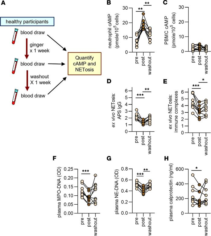 🫚🕸️👀
Ginger intake suppresses neutrophil extracellular trap formation in autoimmune mice and healthy humans
insight.jci.org/articles/view/…
<a href="/KDemoruelle/">Kristen Demoruelle</a>