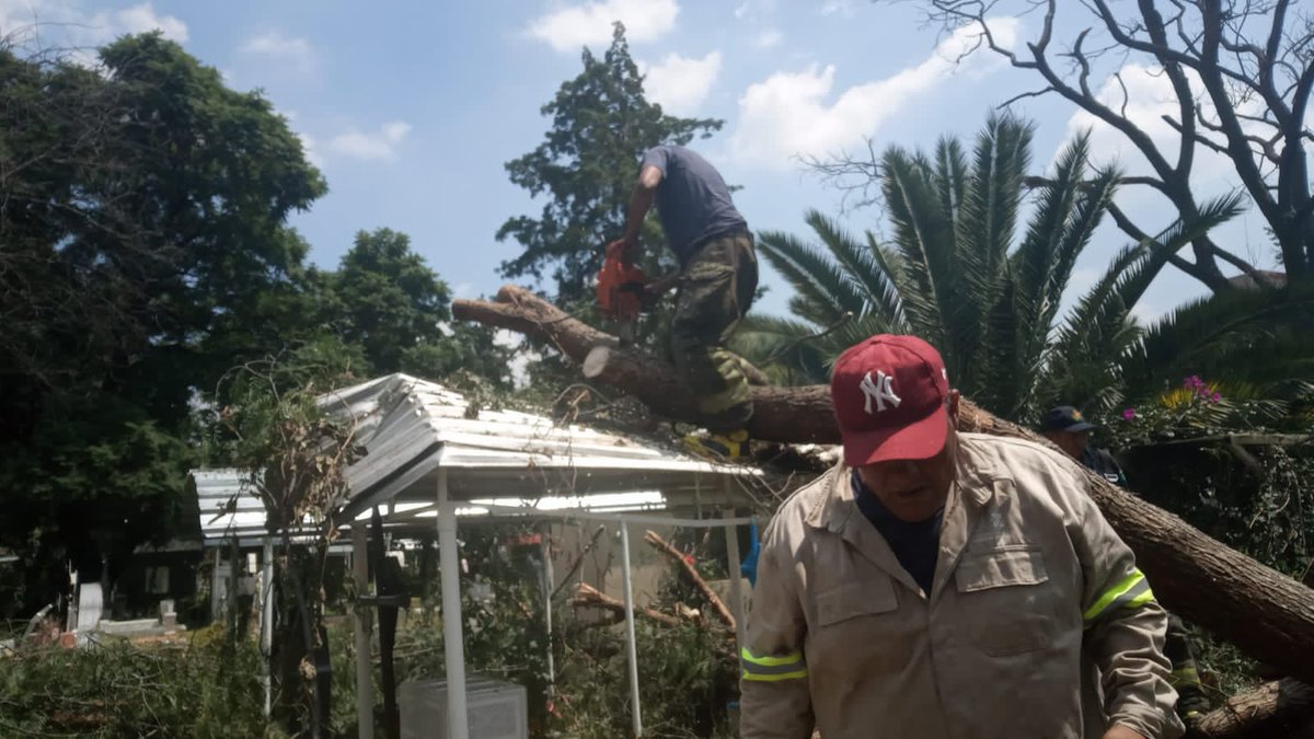 AzcapotzalcoMx's tweet photo. Nuestros equipos de servicios urbanos y protección civil atendieron el retiro de una árbol caído al interior del Panteón Santa Lucía, eliminando cualquier situación de riesgo para los visitantes. 

#Azcapotzalco #ViveElCambio https://t.co/bBo0HxeMZw