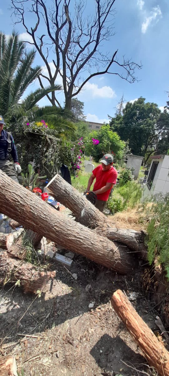 AzcapotzalcoMx's tweet photo. Nuestros equipos de servicios urbanos y protección civil atendieron el retiro de una árbol caído al interior del Panteón Santa Lucía, eliminando cualquier situación de riesgo para los visitantes. 

#Azcapotzalco #ViveElCambio https://t.co/bBo0HxeMZw