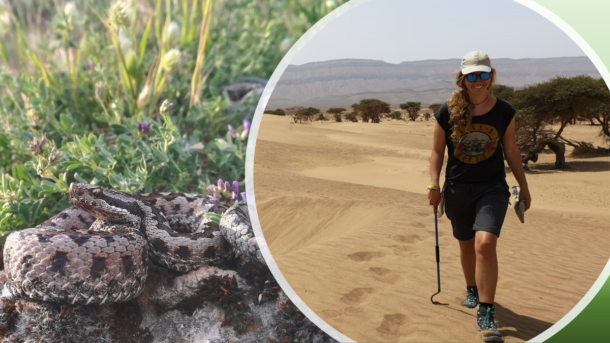 ECR feature: Meet the evolutionary ecologist Nahla Lucchini @Nahla_herp . Nahla shares her experience and exciting findings on climate adaptation and diversification in European vipers. 🐍🌍 Read more here: journalofbiogeographynews.org/2023/09/22/ecr…