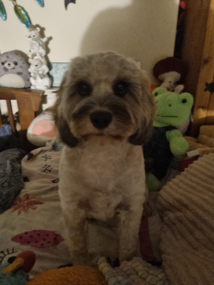 lizkey12's tweet image. If anyone sees this little dog she’s called Emmy and is a cavapoo. She has gone missing in Ladywell fields this morning.. please get in touch.. @Beckenham @LewishamCouncil @MPSLewisham @BromBeckHC @MPSLadywell