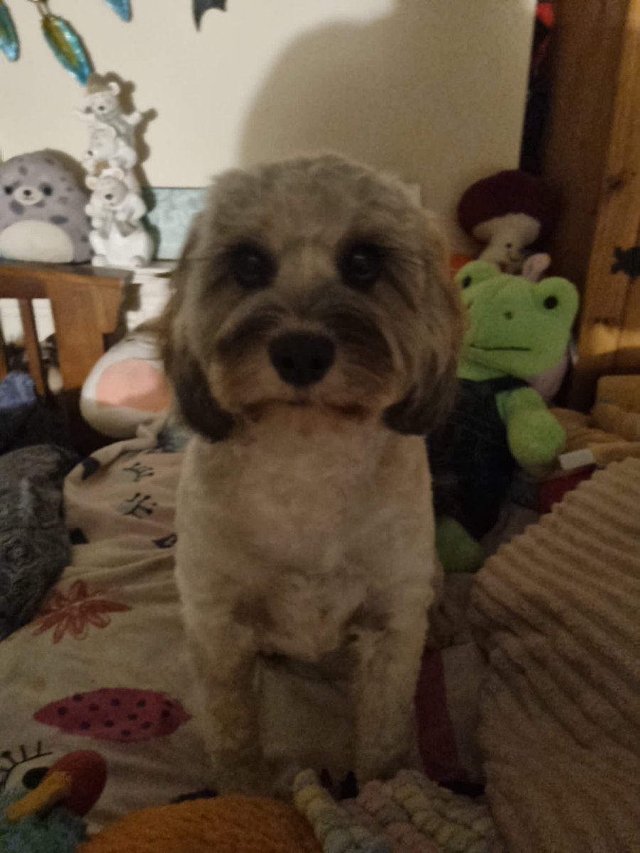 If anyone sees this little dog she’s called Emmy and is a cavapoo. She has gone missing in Ladywell fields this morning.. please get in touch.. @Beckenham @LewishamCouncil @MPSLewisham @BromBeckHC @MPSLadywell