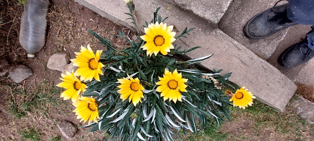 Una que me de bola y le arranco las flores a mi mamá 🤣