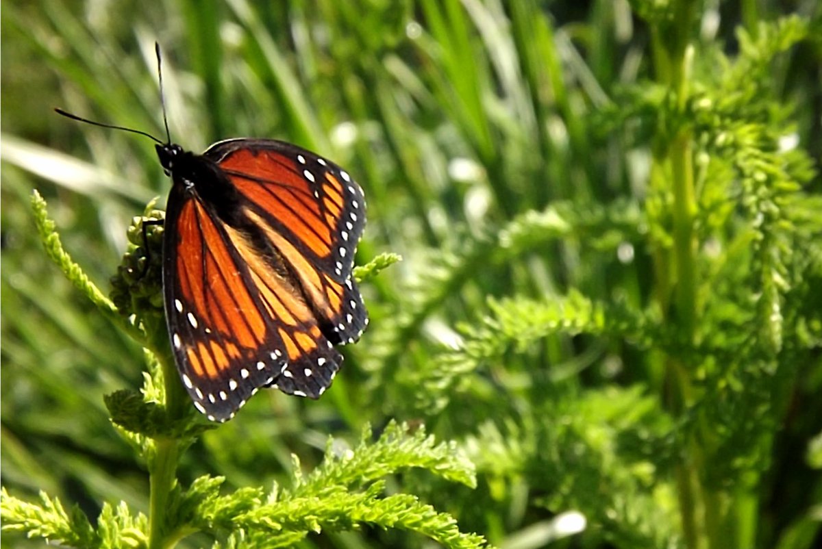morrow_megan's tweet photo. 🍂🦋 #AutumnIsGreatTimeFor marveling at the Monarch Butterfly migration! 🦋🍂 Did you know these delicate beauties can travel up to 3,000 miles during their incredible journey? Nature's masterpiece on the move! 🍁✨ #MonarchMagic #AutumnWonders https://t.co/Rk9iWWqQWG