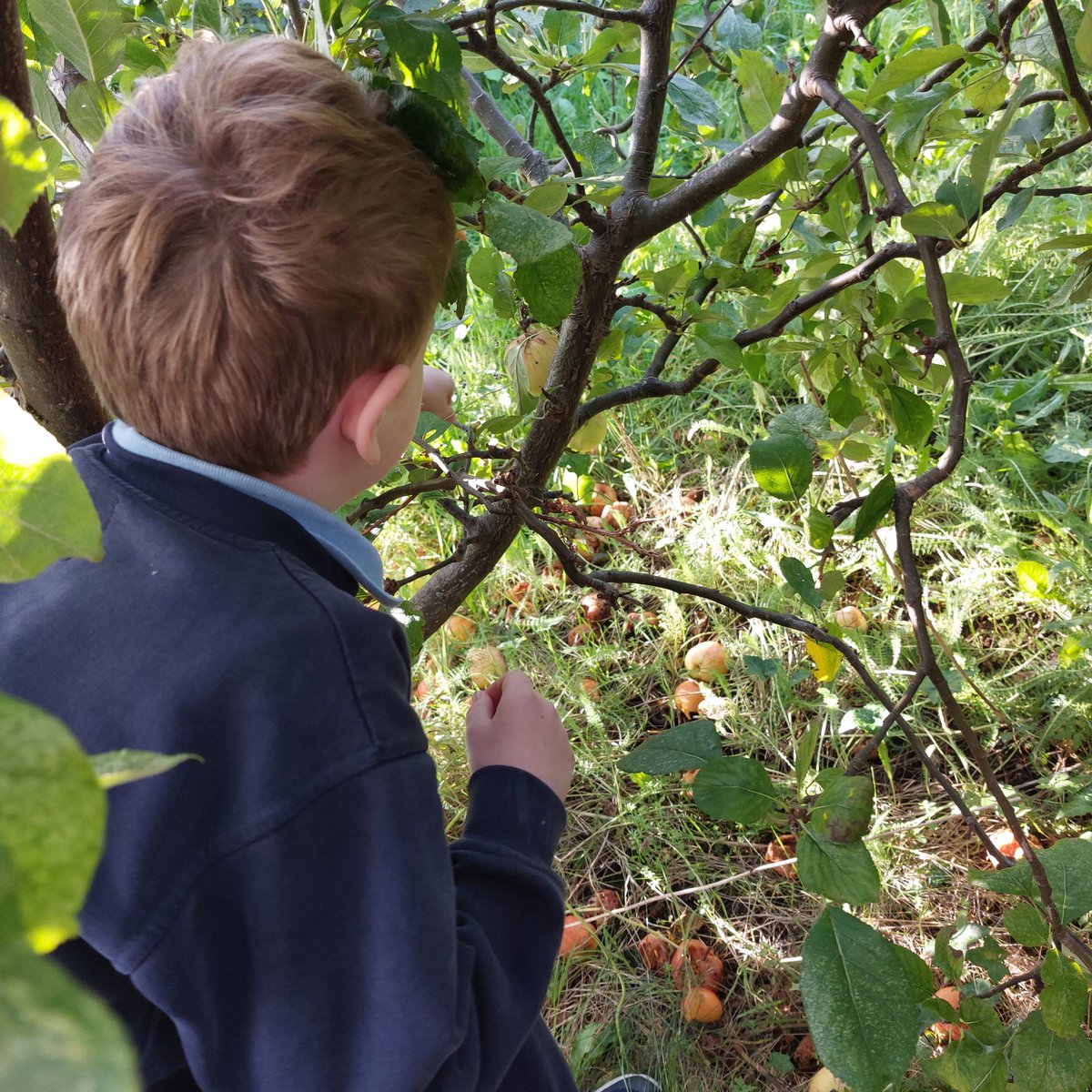 mswalshsclass1's tweet photo. Busy week out picking apples and using them to make delicious apple crumbles and chocolate apples. We also celebrated S's birthday. https://t.co/WVHEbSLofX