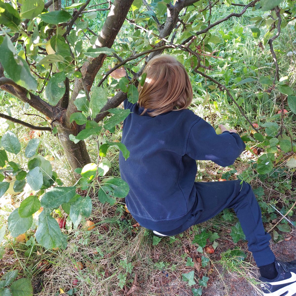 mswalshsclass1's tweet photo. Busy week out picking apples and using them to make delicious apple crumbles and chocolate apples. We also celebrated S's birthday. https://t.co/WVHEbSLofX