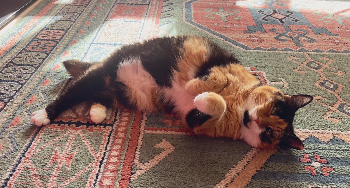 EeviesHouse's tweet photo. En resposé
#CalicoCrew #FlatCatFriday https://t.co/hZWT9WC1Ko