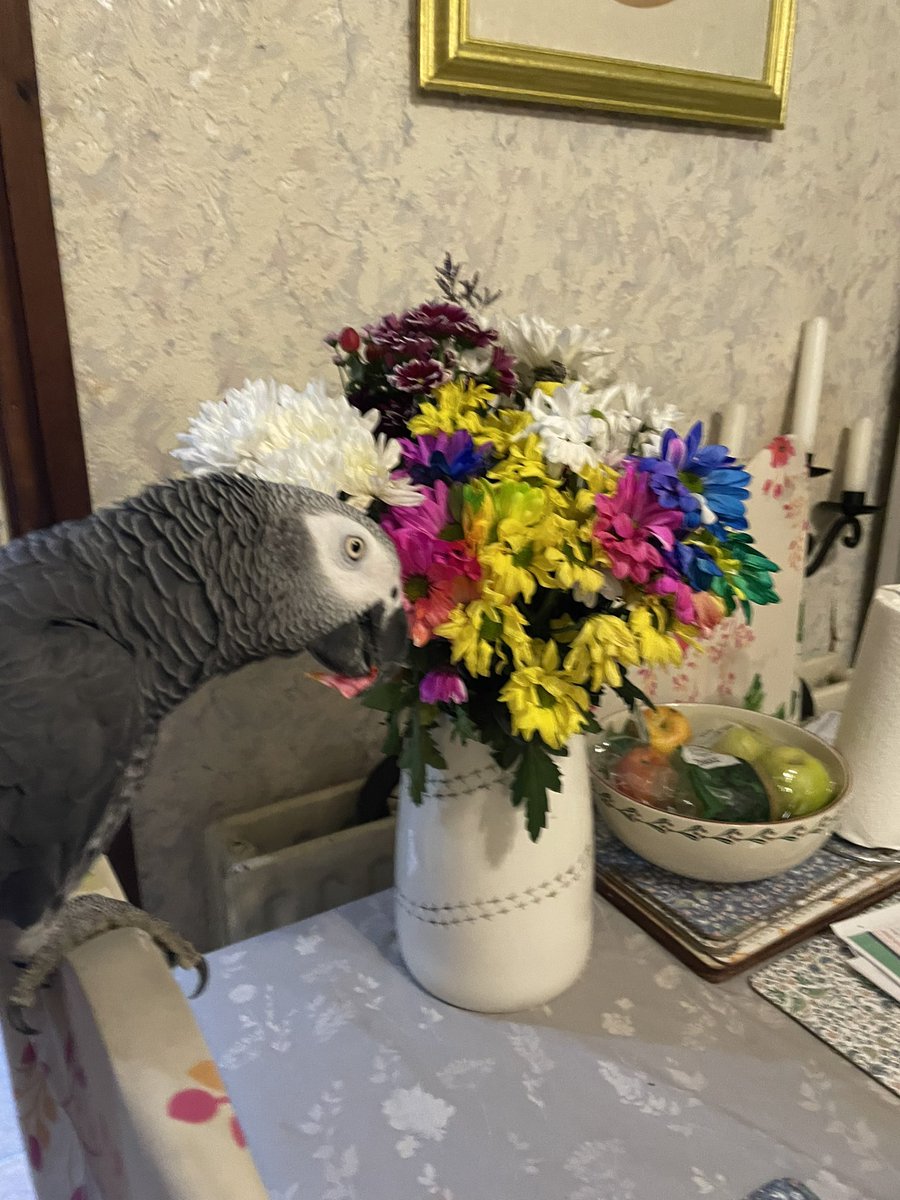 How could I forgot to post this - 14th September Jack turned 6. I’m so grateful to have him in my life love him to the moon and back. Monkey stealing mums flowers again.