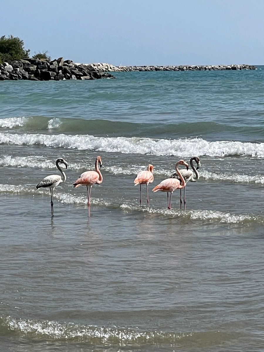 GREGNEISE's tweet photo. The Flamingo crazy train keeps rollin! 5 American Flamingos just discovered in Port Washington, WISCONSIN. 🤯 📷 Joe Phipps https://t.co/8nydQt8yDR