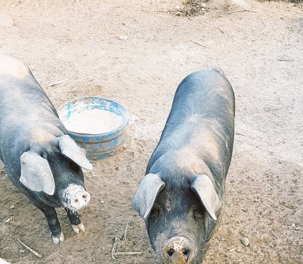 Airfemale14's tweet image. The Last Of The Large Black's Headed To "The Spa" Later Today! 🔥🤠 #Hamsteaks #Bacon 😋
#PasturePork #FarmLife