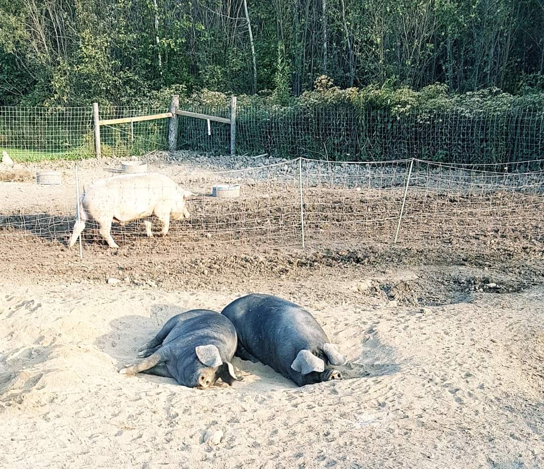 Airfemale14's tweet image. The Last Of The Large Black's Headed To "The Spa" Later Today! 🔥🤠 #Hamsteaks #Bacon 😋
#PasturePork #FarmLife