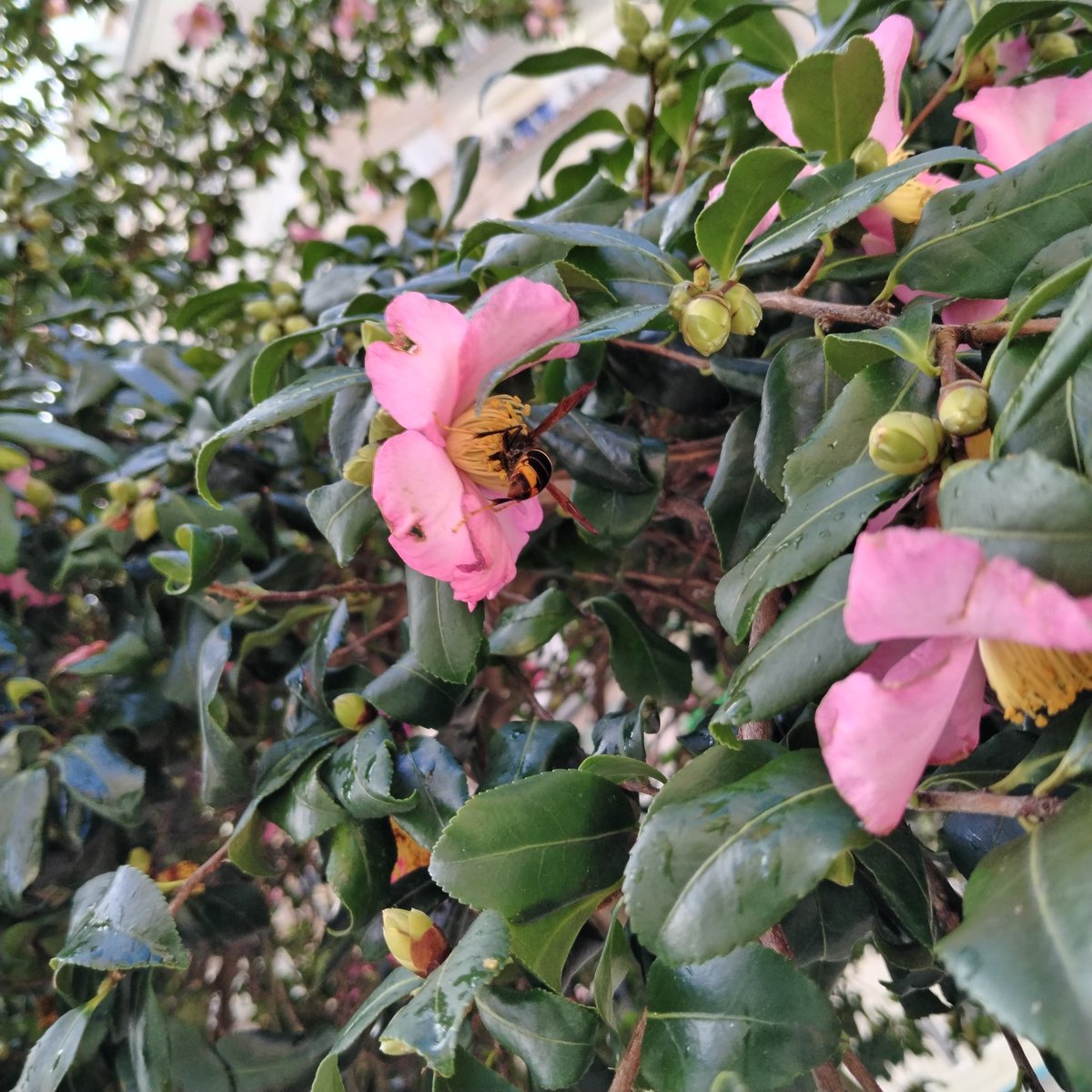 It has BEEn  while... since I saw a #bee...

#saveTheBees
#naturePhotography
#wildflowers