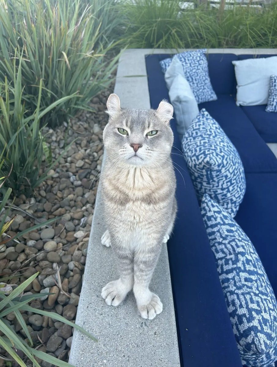 chuck cedar tweet media