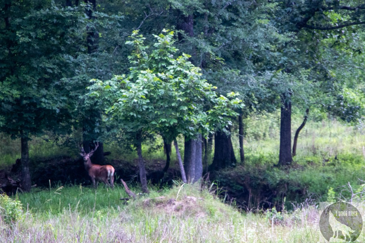 7LobosRanch's tweet photo. Are you ready to experience an exhilarating hunt with your employees? Contact our staff to see our options available to you now: https://t.co/RGhSHSheHT

#7LobosRanch #TeamBuilding #Hunting #Resort #Corporate #Events #EastTexas #ExoticAnimals #Adventure #Lodge https://t.co/e2ZvTHzSmJ