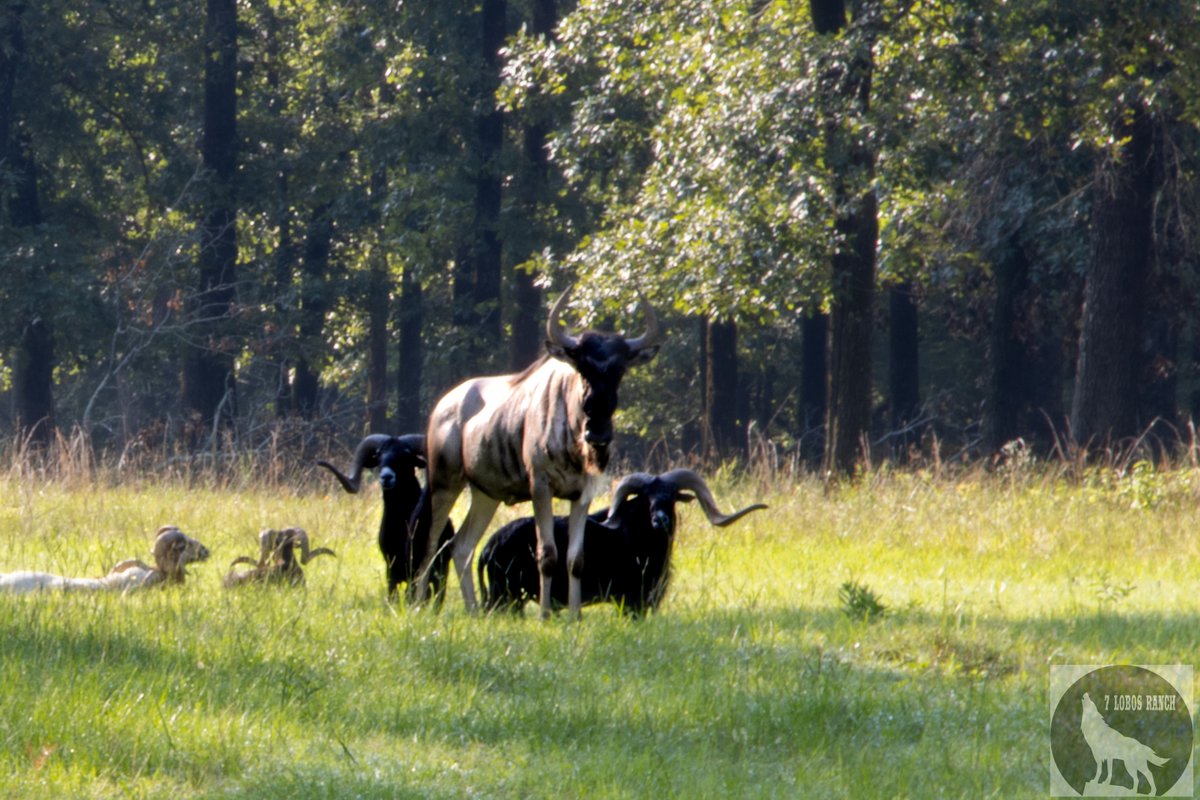 7LobosRanch's tweet photo. Are you ready to experience an exhilarating hunt with your employees? Contact our staff to see our options available to you now: https://t.co/RGhSHSheHT

#7LobosRanch #TeamBuilding #Hunting #Resort #Corporate #Events #EastTexas #ExoticAnimals #Adventure #Lodge https://t.co/e2ZvTHzSmJ