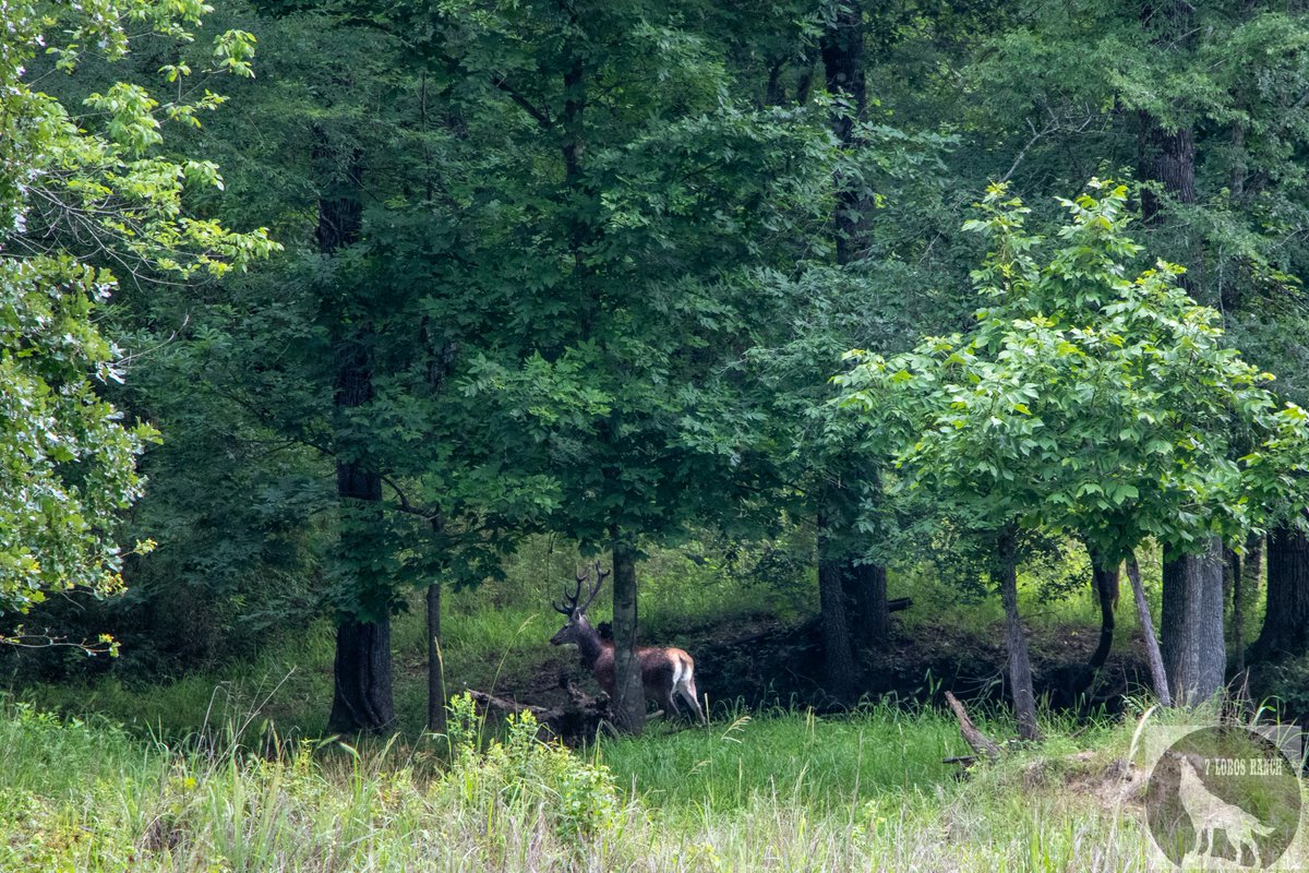 7LobosRanch's tweet photo. Are you ready to experience an exhilarating hunt with your employees? Contact our staff to see our options available to you now: https://t.co/RGhSHSheHT

#7LobosRanch #TeamBuilding #Hunting #Resort #Corporate #Events #EastTexas #ExoticAnimals #Adventure #Lodge https://t.co/e2ZvTHzSmJ