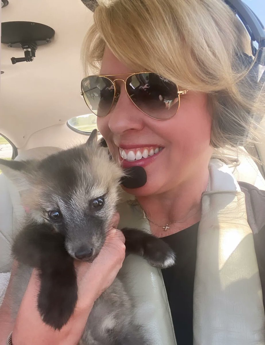 ✈️ Volunteer Pilot Kimberly had a special co-pilot🦊flying w/her. The young domesticated fox cub was rescued after someone tried selling him illegally. Pilot Kimberly flew him from IN to a MI sanctuary.Thank you Pilot Kimberly for your compassion for wildlife. You are his hero!💕