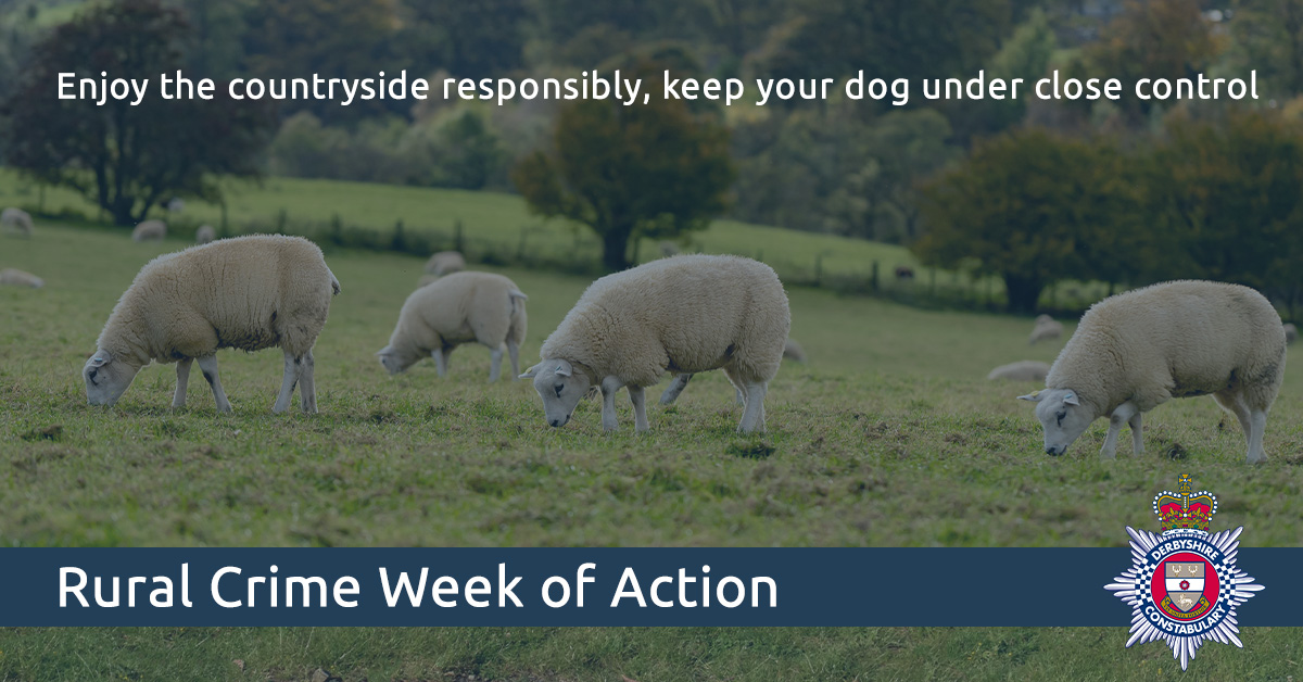 “I never thought my dog would do something like this.” “Not my dog, he loves sheep!” These are real conversations our officers have had with dog owners after livestock worrying. #RuralCrime Read more: orlo.uk/UGT9S