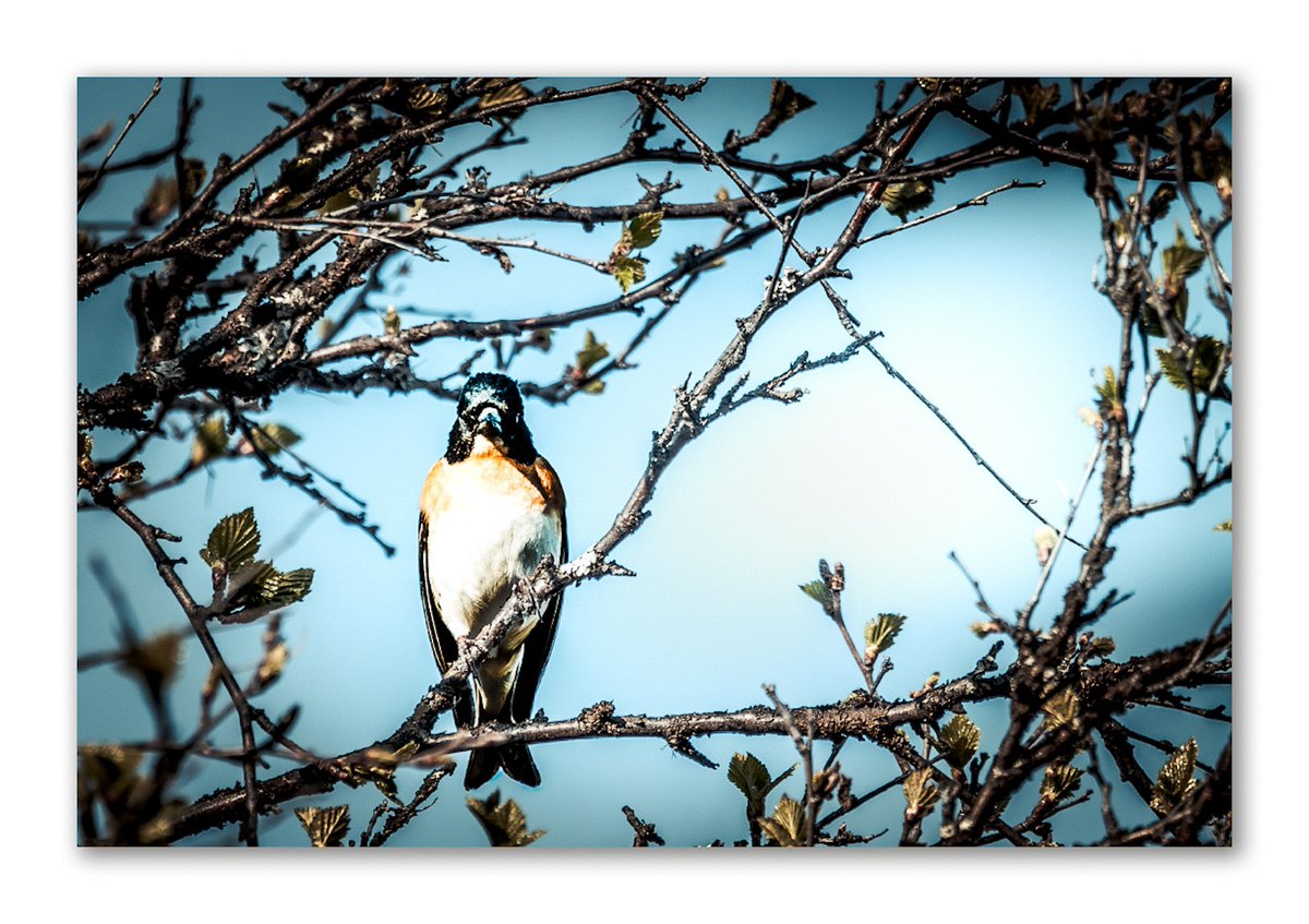 #AnimalWildlife #Nature #Wildlife #Outdoors #Bird #LowAngleView #canonphotography #thephotowalkpodcast #shapingthelightwithgreg #diginordic #photopluscanonmagazine #photographymasterclassmagazine #outdoorphotographymagazine