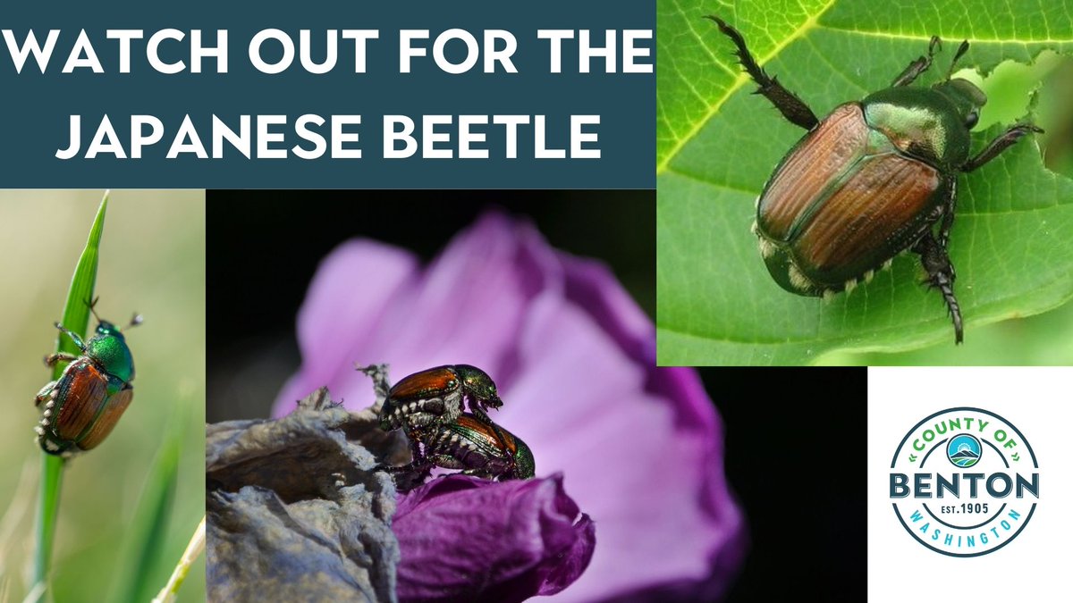 This may be the final day of summer, but that doesn't mean the problem with the Japanese Beetle is going away.  The @WSDAgov says if you see a Japanese Beetle, snap a photo & report it at: wa.pulse.ly/3rbrnx1ynk

#WAAgriculture #WSDA #bentoncountywa #invasivepests