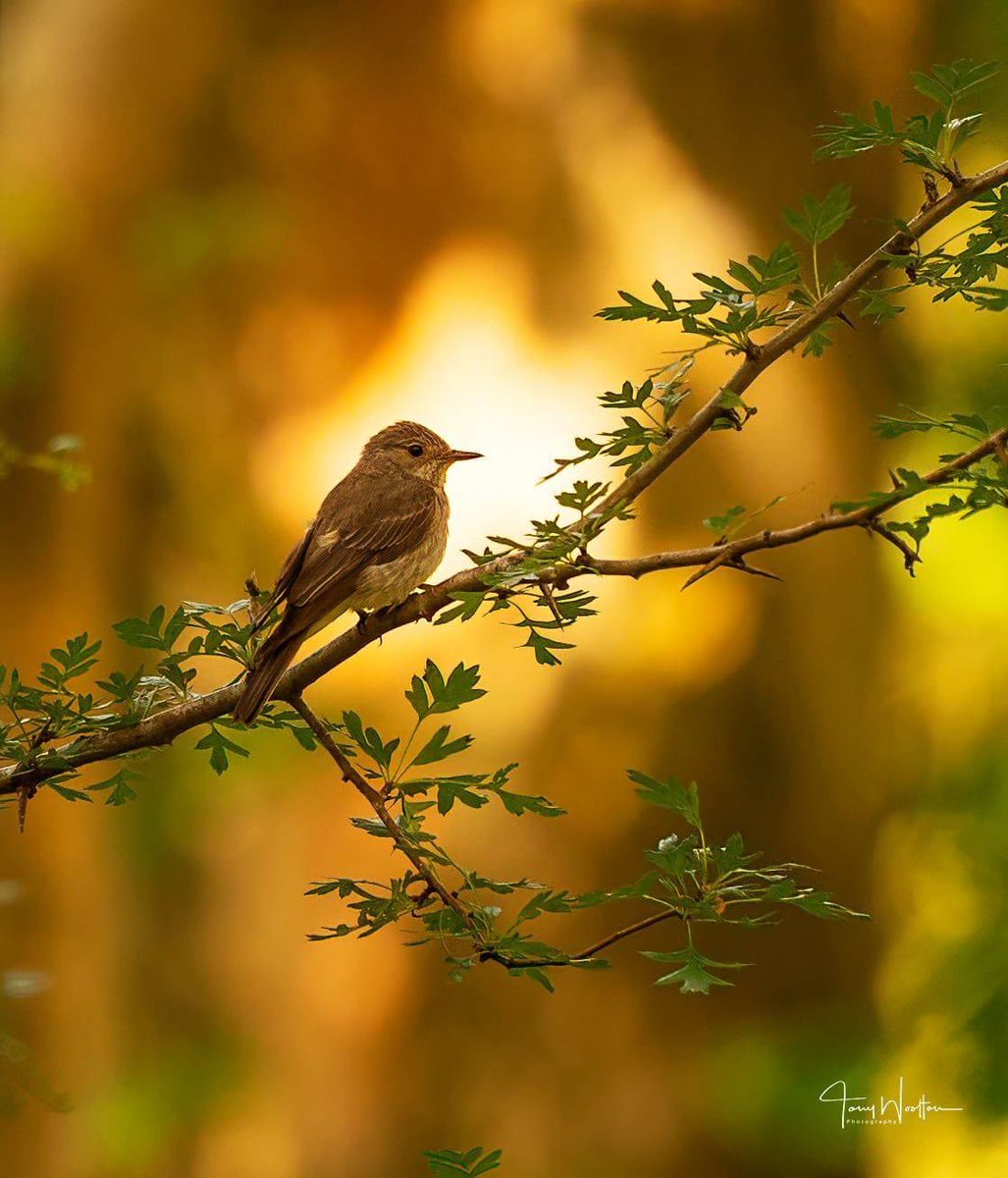 Spotted Flycatcher catching some early morning Sunshine. …