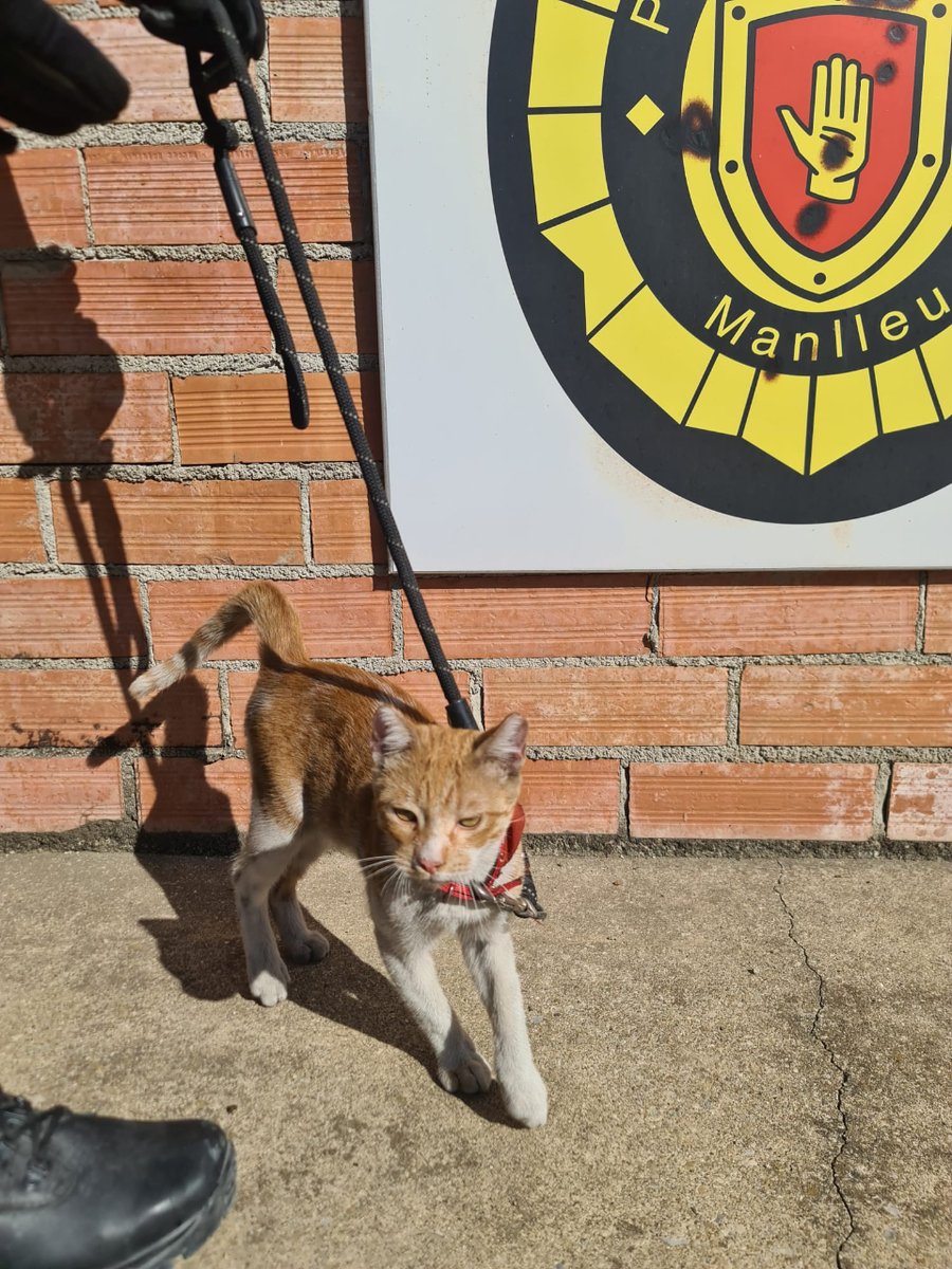 ajManlleu's tweet photo. Atenció! Trobat gat al Carrer Torrent i Garriga de #Manlleu
Porta un collar vermell

Tel. 93 850 79 11
@adrosona @ProtectoraOsona https://t.co/2vEwkVvmws