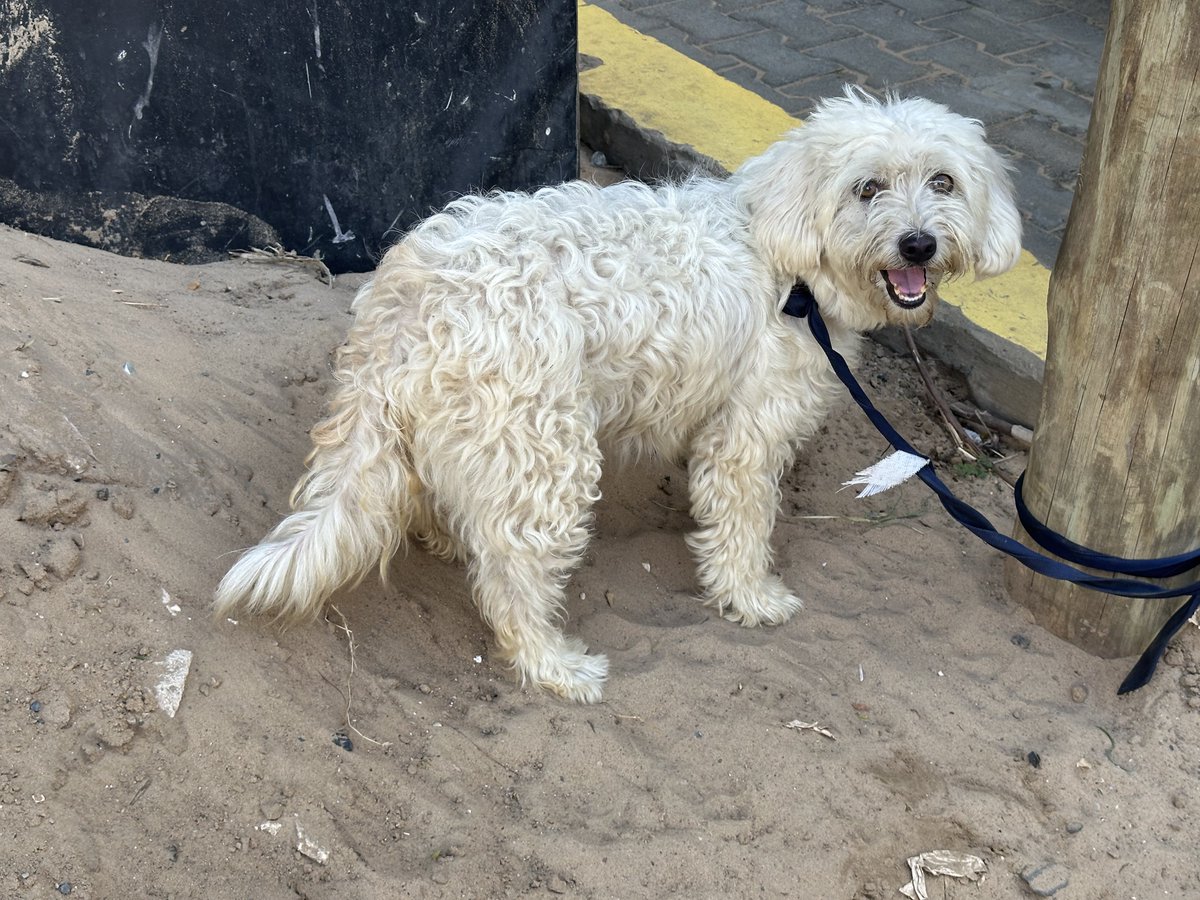 djigane's tweet photo. Si quelqu’un cherche son bichon, perdu, aux alentours du POINT E, please contact me. https://t.co/z2KJpybGhG