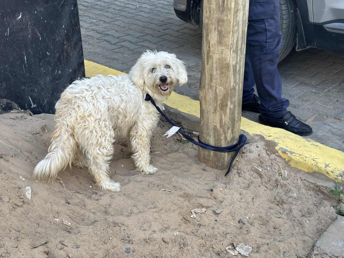 djigane's tweet photo. Si quelqu’un cherche son bichon, perdu, aux alentours du POINT E, please contact me. https://t.co/z2KJpybGhG