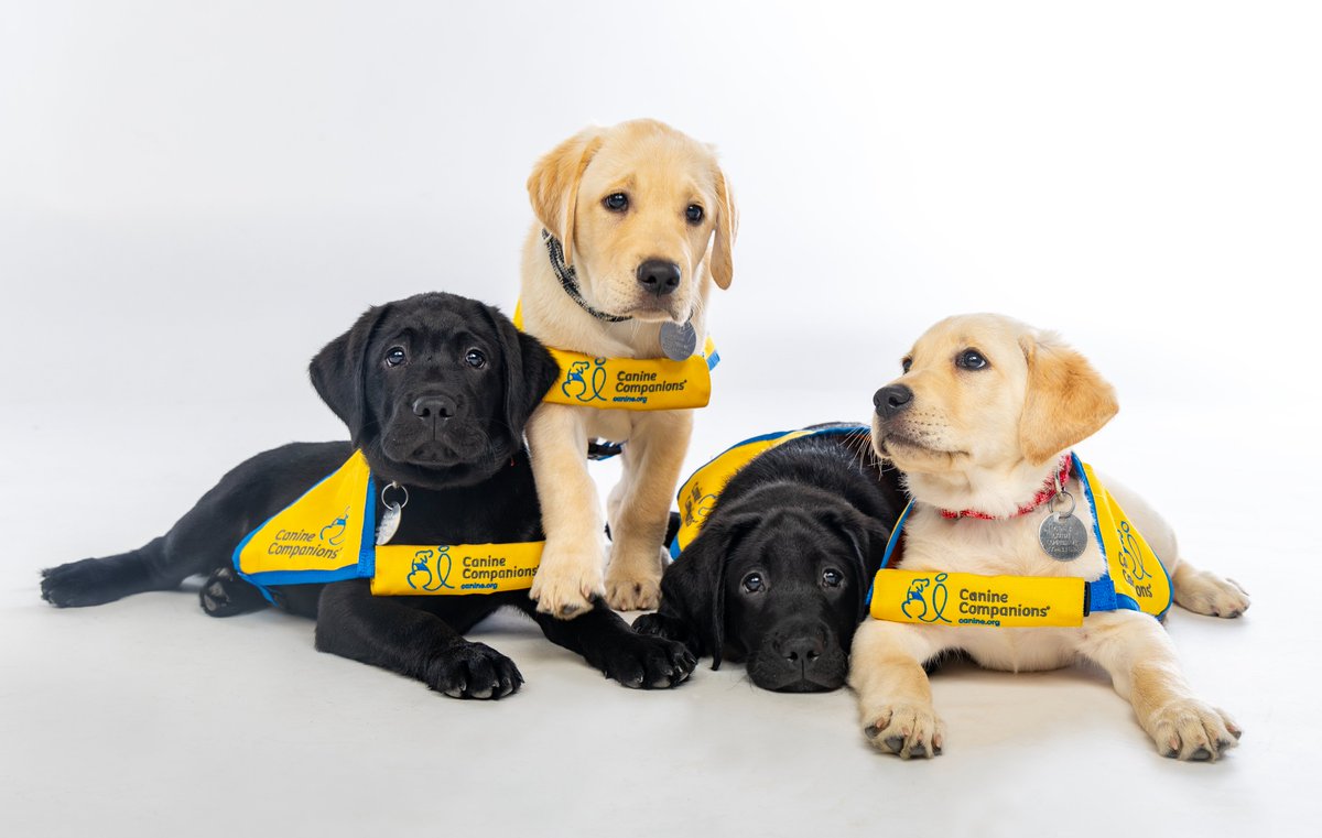 Meet Lane, Luma, Jamal and Joplin, the newest Duke Puppy Kindergarten puppies! The Duke Puppy Kindergarten studies what it takes to turn rambunctious puppies into well-trained assistance dogs, with the goal of increasing the number of assistance dogs available to help people.