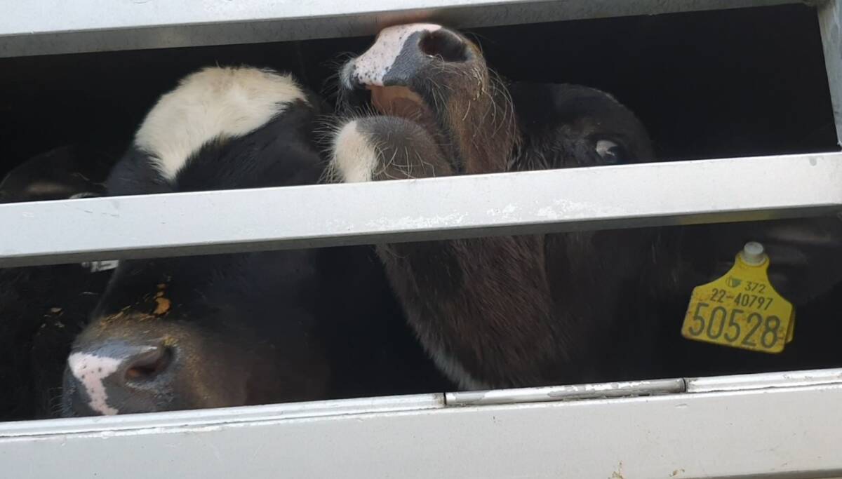 And this #AnimalCruelty has NOT ended - #Ireland

#BanLiveExport #BanLiveExports 

Trailing of #Irish #dairy calves to #Dutch #veal farms reveals violations, abuse and poor living conditions - #Europe

🔗eyesonanimals.com/trailing-of-ir….