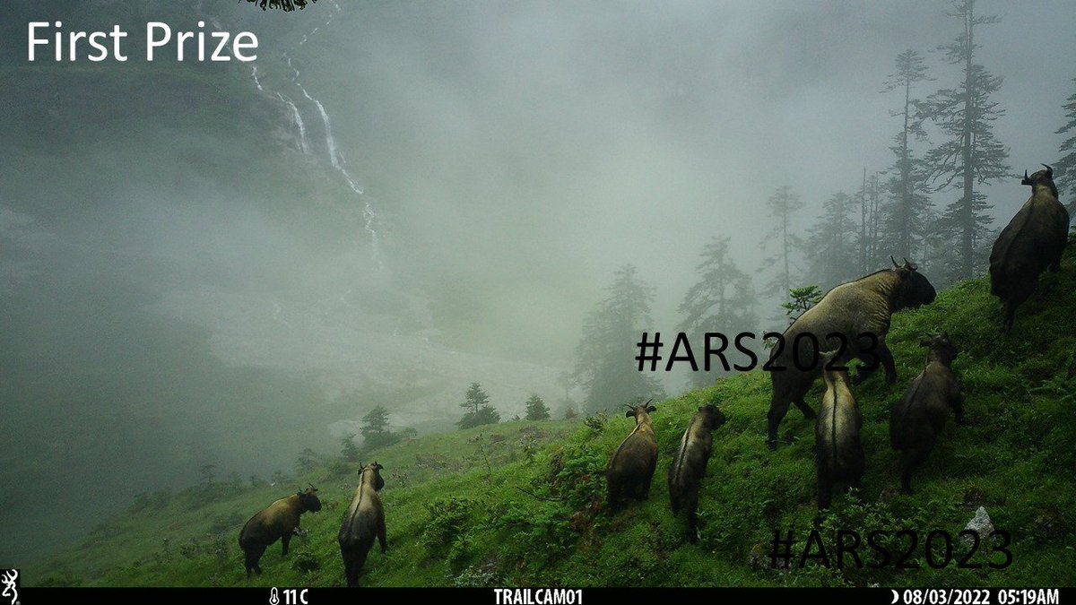 wii_india's tweet photo. Gaurav PJ's stealthy capture through camera traps earn him the First Prize in the Camera Trap category at WII #ARS2023 #PhotoAwards. 📷 @moefcc @wii_india @vrtiwari1 #WildlifePhotography #WildlifeConservation https://t.co/A8EmhjlsPC