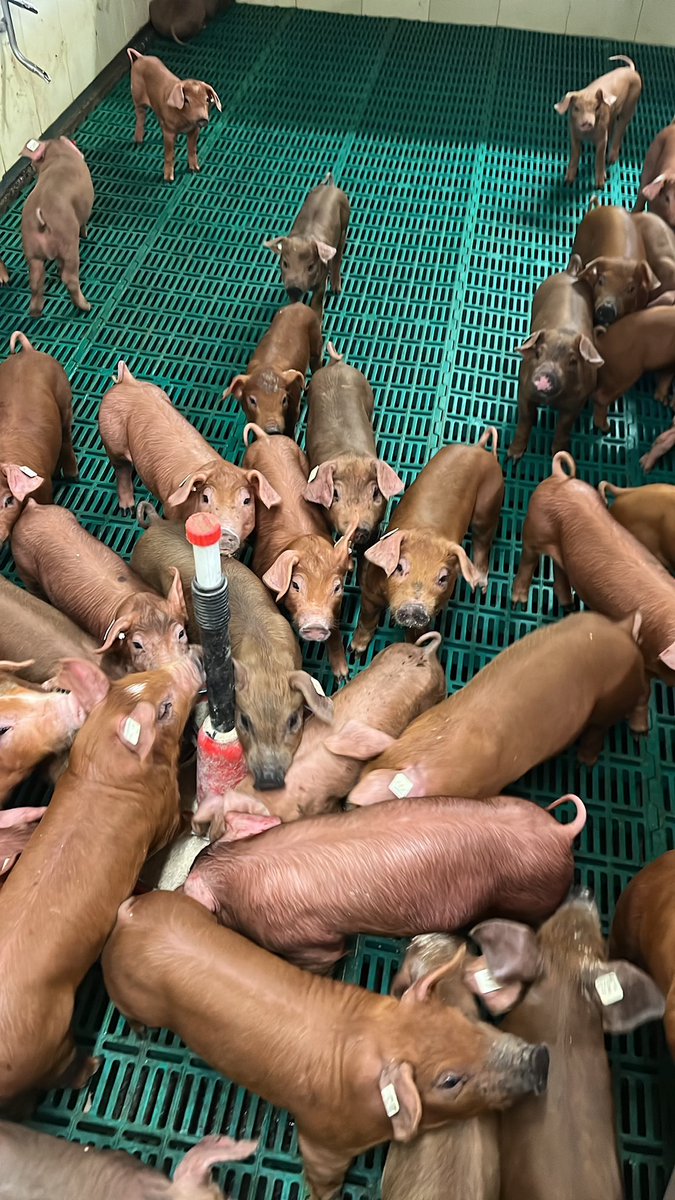 #AktionsplanKupierverzicht - hier hat die #EU und unsere Politik das Pferd mal wieder von der falschen Seite aufgezäumt. Ein Thread 👇

So lange Mäster nicht verpflichtet sind, Ferkel mit Ringelschwanz einzustallen, werden sie es nur mit wenigen Ausnahmen tun.