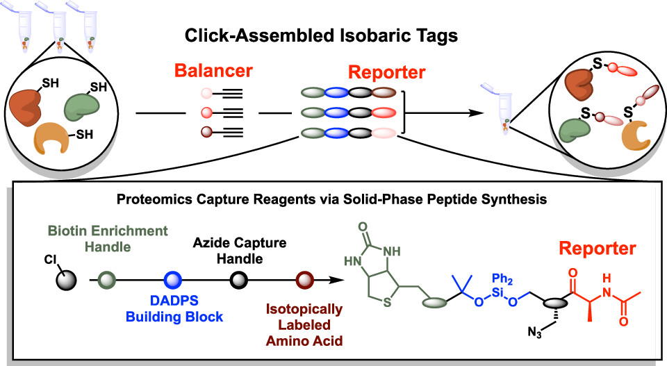 Keriann Backus (@keribackus) on Twitter photo Just in time for <a href="/Nik_Burton/">Nik</a>'s flash <a href="/ChemBioTalks/">Virtual ChemBioTalks (inactive account)</a> our lab's first <a href="/J_A_C_S/">J. Am. Chem. Soc.</a> paper! sCIP custom isobaric chemoproteomics capture reagents. Something for everyone in this paper, new synthesis, FragPipe diagnostic ion mining, new reporters, and cysteine reactive electrophiles. Just in time for <a href="/Nik_Burton/">Nik</a>'s flash <a href="/ChemBioTalks/">Virtual ChemBioTalks (inactive account)</a> our lab's first <a href="/J_A_C_S/">J. Am. Chem. Soc.</a> paper! sCIP custom isobaric chemoproteomics capture reagents. Something for everyone in this paper, new synthesis, FragPipe diagnostic ion mining, new reporters, and cysteine reactive electrophiles.