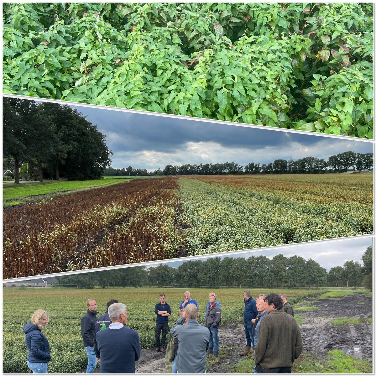 Proeven bekijken van duurzame inzet gewasverzorging en mechanische onkruidbeheersing. Resultaat op de streep af. Uitdaging met Haagwinde ook in mais 🌽 <a href="/Lelieteelt/">Lelieteelt</a> #drenthe #bloembollen #DBD