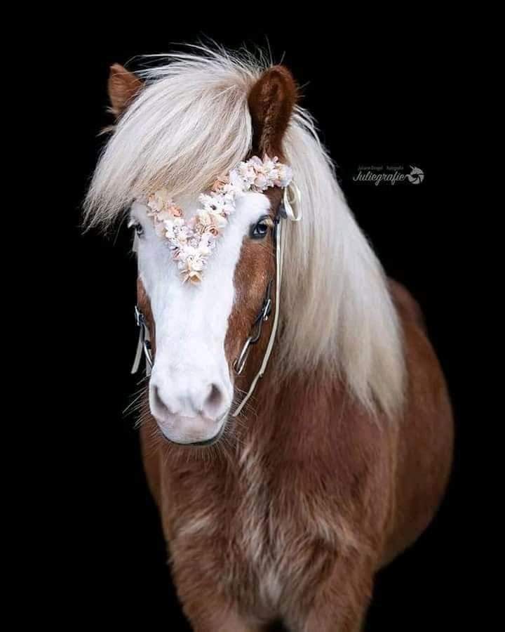 🕊️ Hisham 🕊️ tweet media