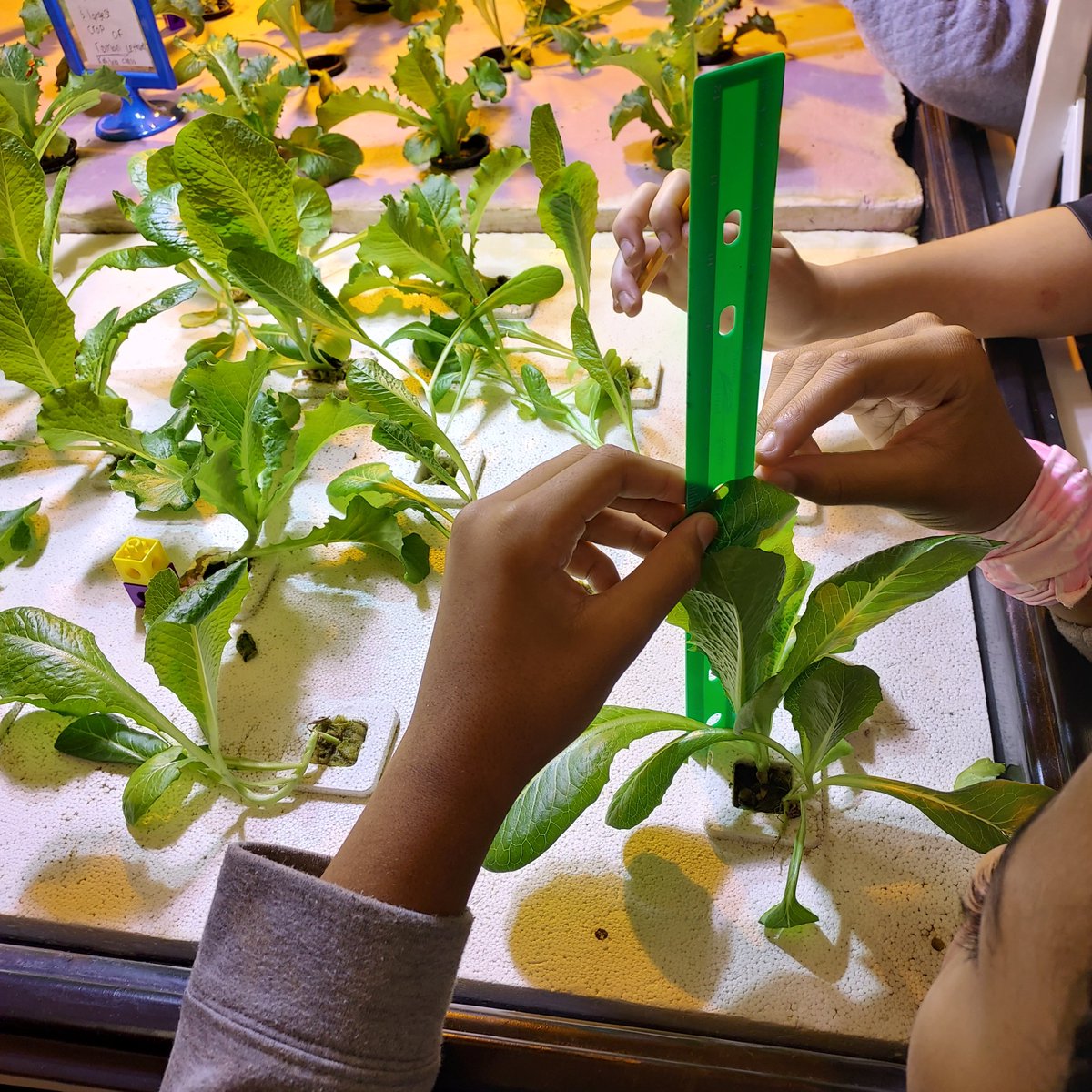 Measuring our lettuce growth since last week. 🥬🥬 They are soo excited to watch what they planted from a seed grow into a mature plant❤️🤓 @hubb